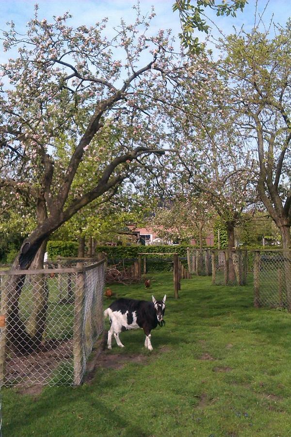 B&B De Vlinder Hardenberg Zewnętrze zdjęcie